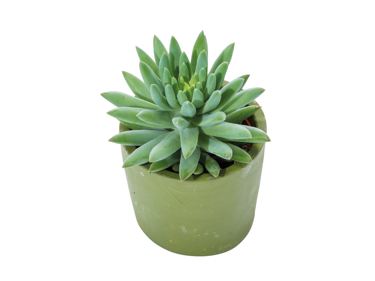 Succulents in Ceramic1