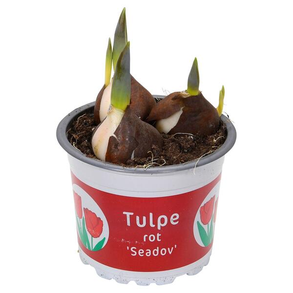 GARDENLINE(R) Frühjahrsblüher