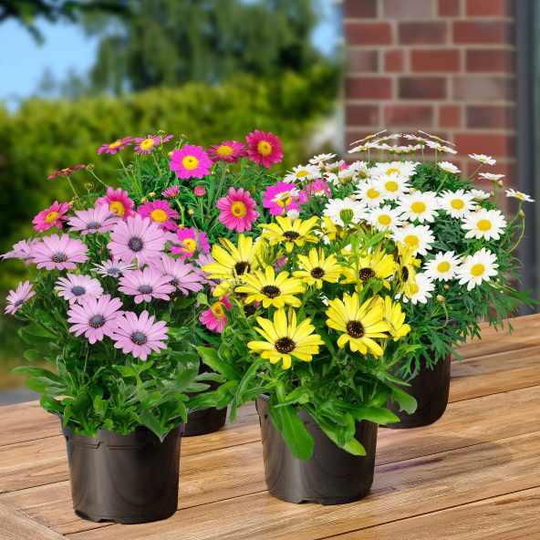 Bornholmermarguerit