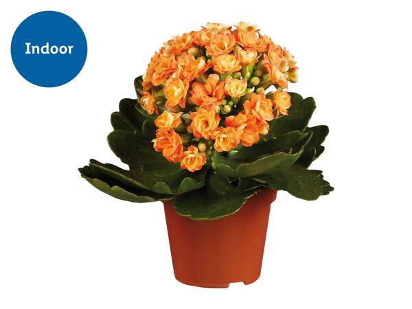 Kalanchoe