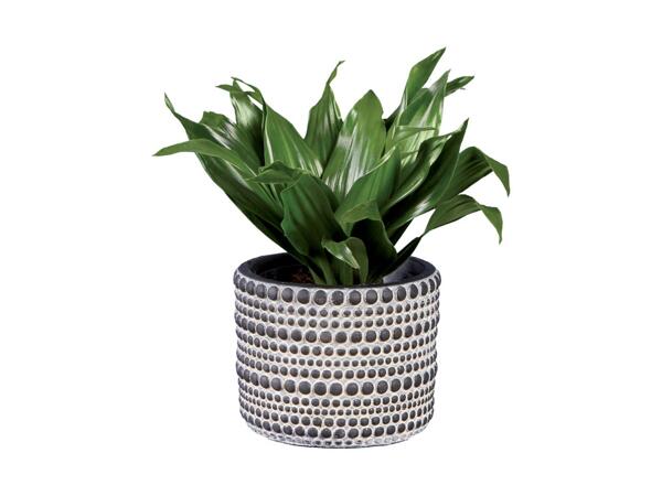 Small Houseplant in Ceramic Pot