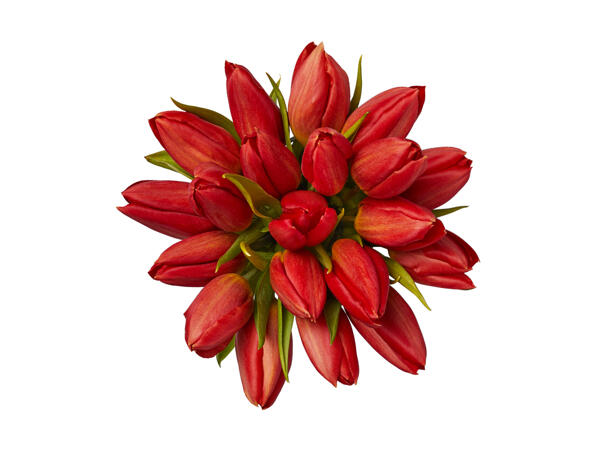 Valentine's Tulips