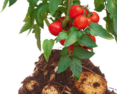ZURÜCK ZUM URSPRUNG Österreichische Bio-Tomatenkartoffel/Bio-Süßkartoffel