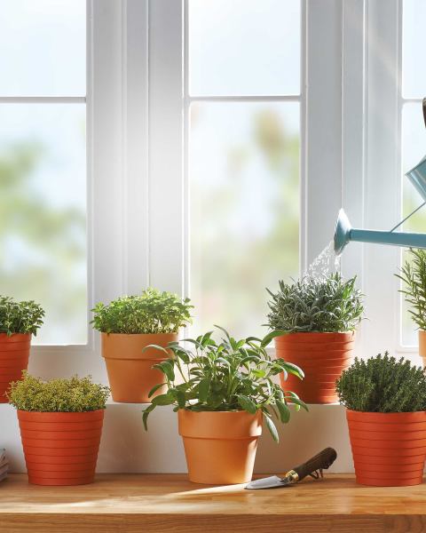 Italian Herbs in Terracotta