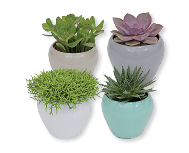 Plante succulente