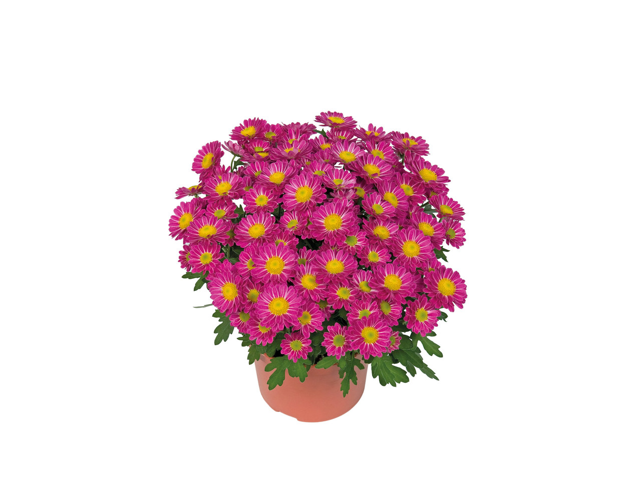Mini-chrysanthème