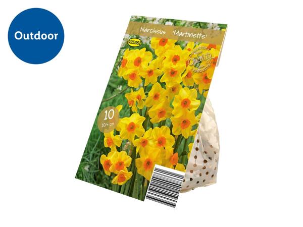 Premium Bulbs Narcissus "Martinette"