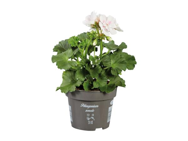 Standing Geranium