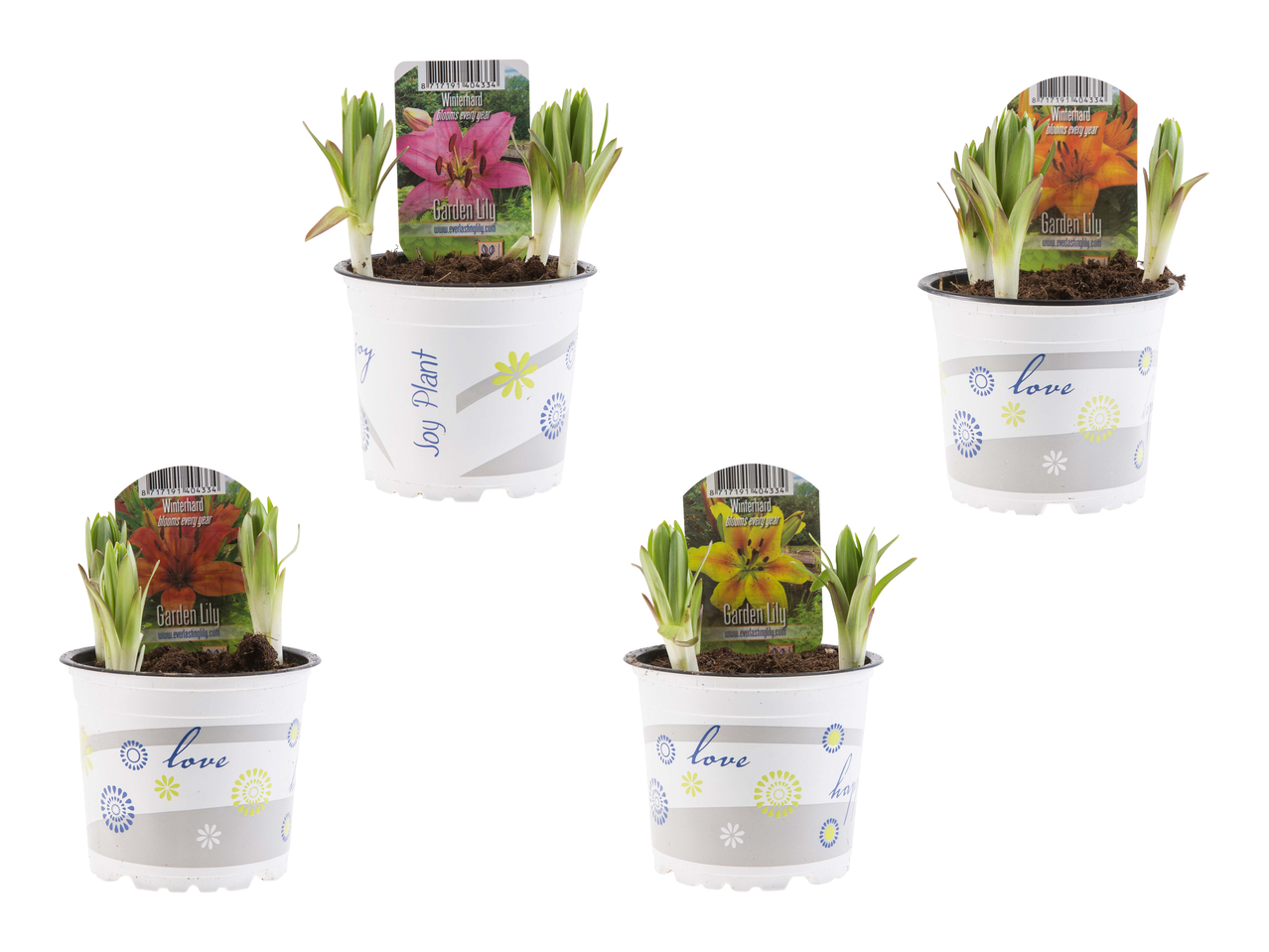 Lys de jardin
