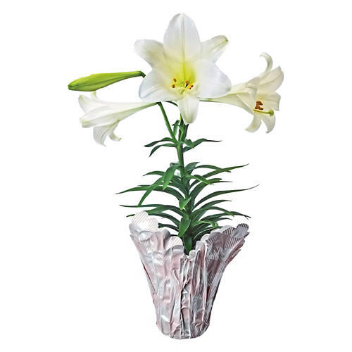 Lilies Indoor Plant - Assorted Color