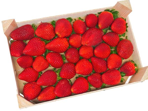 Erdbeeren