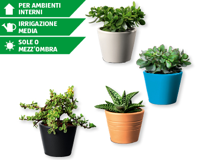 Piante grasse estive assortite
