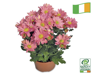 Pot Mum Chrysanth