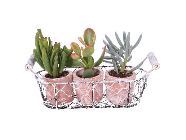 Succulents in a Basket