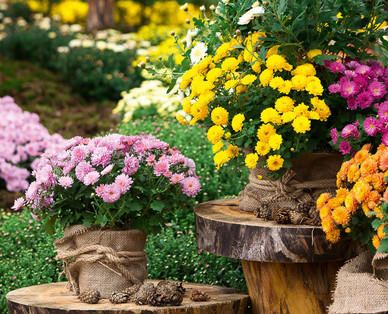 Chrysantheme multiflora