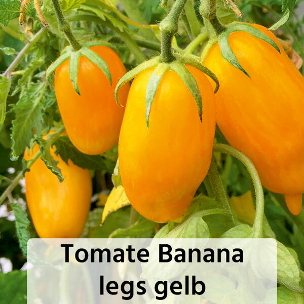 Fruchtgemüse / Tomaten