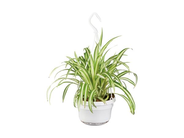 Indoor Hanging Basket