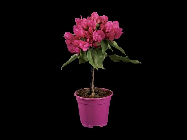 Bougenvilla na kmínku