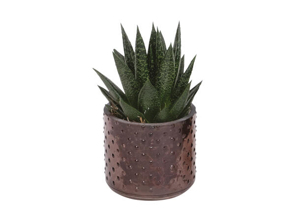 Grøn plante i keramik