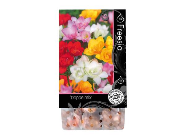 Premium Flowering Bulbs