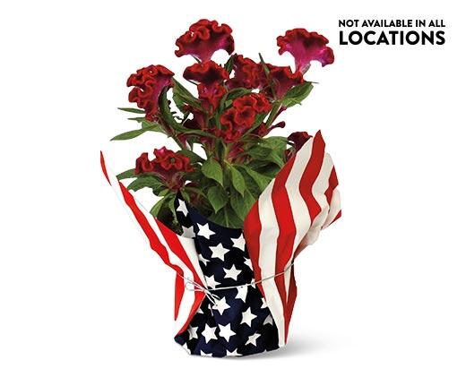 Patriotic Celosia