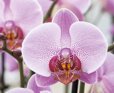 Orchidee