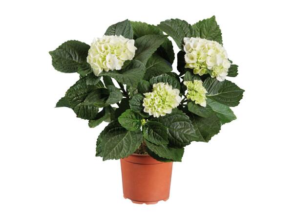 Hydrangea