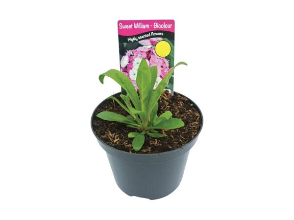 Sweet William Dianthus Dash