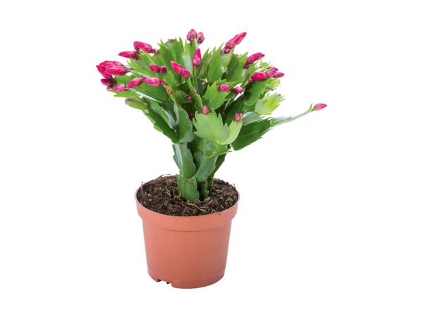 Christmas Cactus