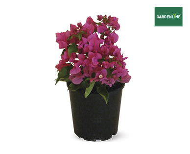 BOUGAINVILLEA 180MM