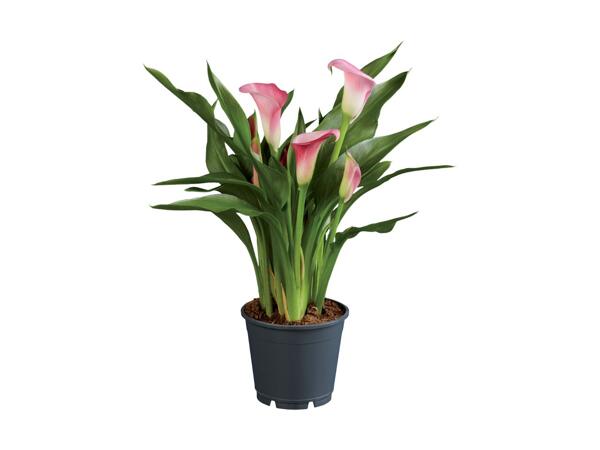 Calla Lily Selection