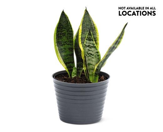 6" Foliage Assorted Varieties