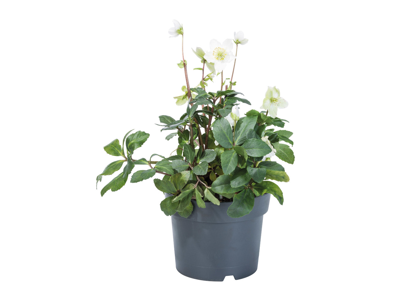 XL Christmas Rose1