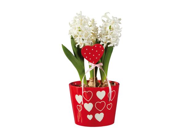 Hyacinths