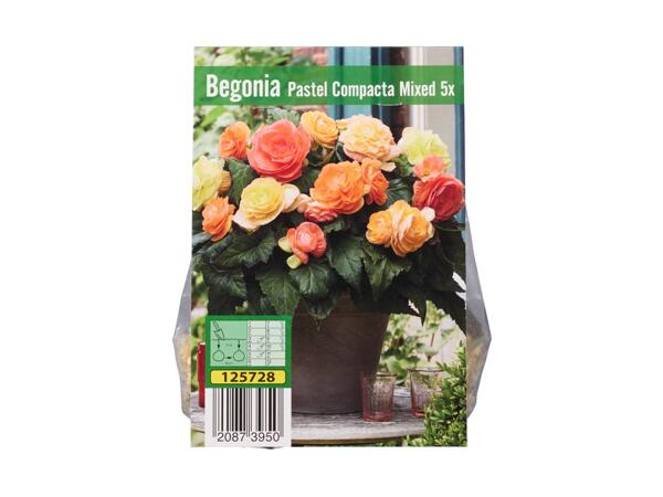 Begonia blomsterløg