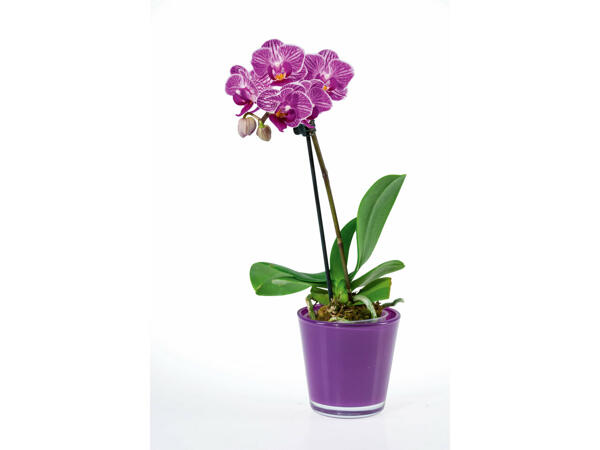 Mini-orchidée dans un pot en verre