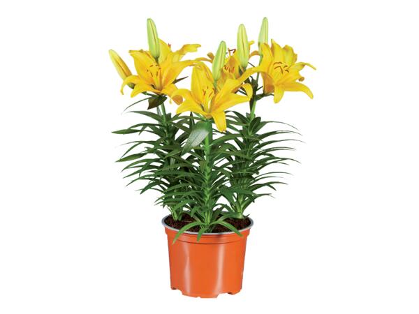 Lilium