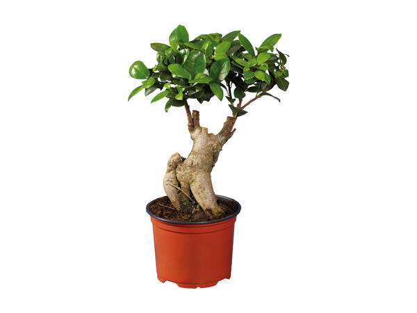 Ficus Ginseng or Pachira