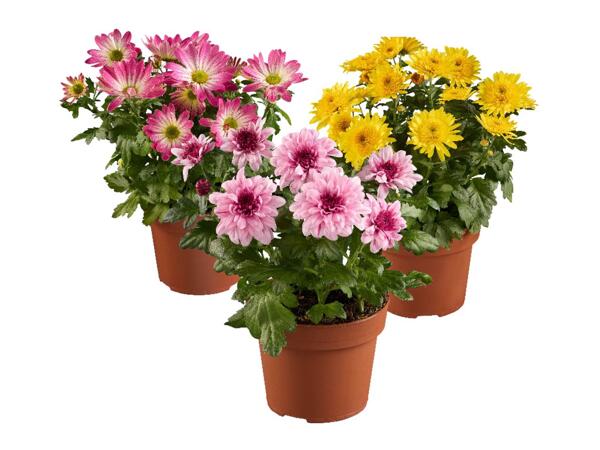 Chrysanthemums