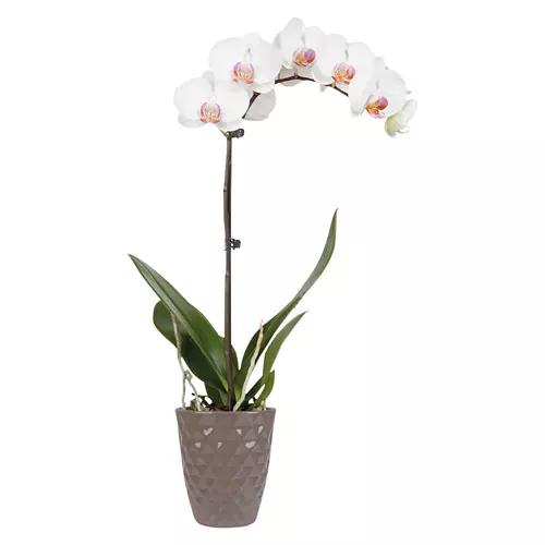 5" Orchid Plant - Assorted Color