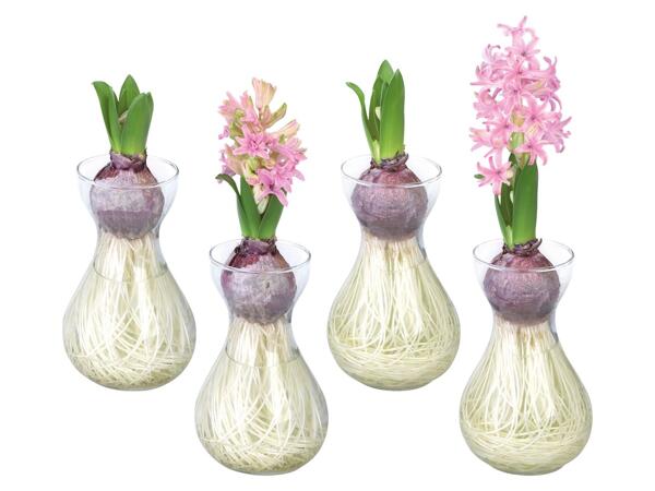 Hyacinths