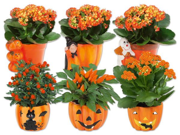 Bepflanzter Halloweenkürbis/-figur