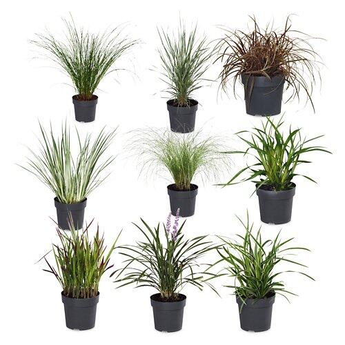 Gräsermischung "Elegrass"