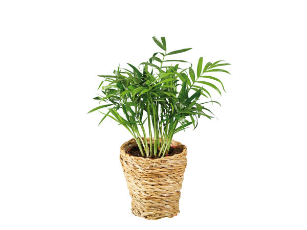 Houseplants in Woven Pots
