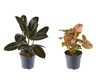 Assorted Indoor Plants 140mm