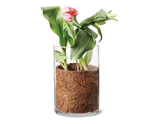 Tulips in Glass Vase Assorted Colors