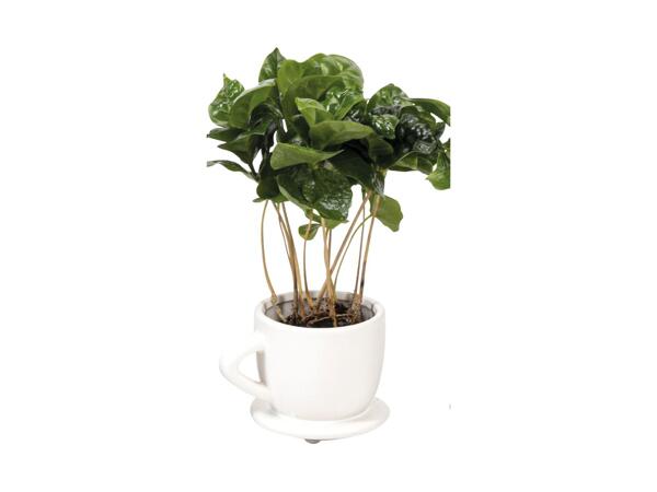 Kaffeplante i keramikkrus