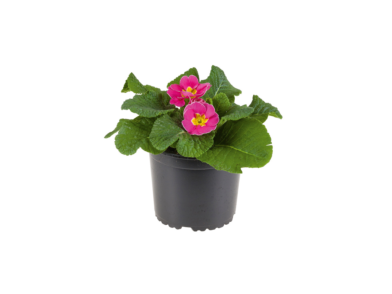 Primulas em vaso - Lidl - Portugal - Specials archive