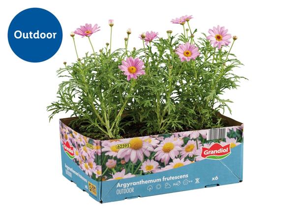 Bedding Plants