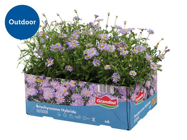 Bedding and Balcony Plants
